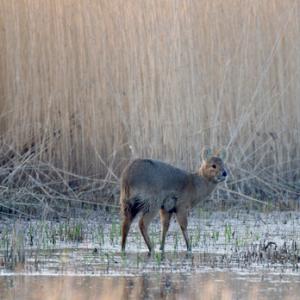 Chinese Water Deer 5