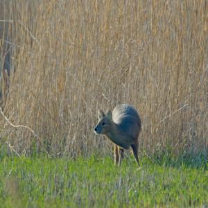 Chinese Water Deer 7