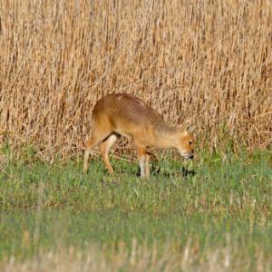 Chinese Water Deer 9
