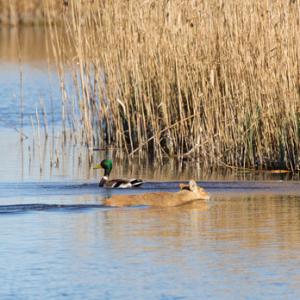 Chinese Water Deer Swiming