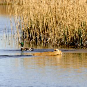 Chinese Water Deer Swiming  2