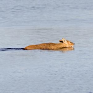 Chinese Water Deer Swiming