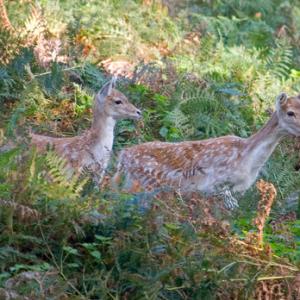 Fallow  Deer DM0637
