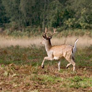 Fallow Buck Deer Running DM0639