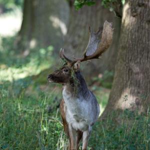 Fallow Deer  Buck DM1592