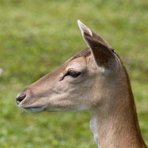 Fallow Deer  Doe DM0636