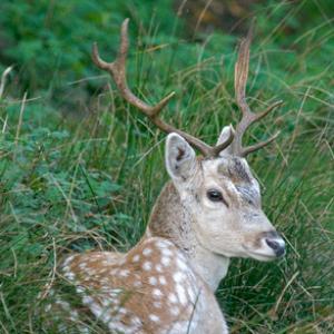 Fallow Deer Buck 0638