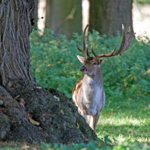 Fallow Deer Buck 2 DM0119