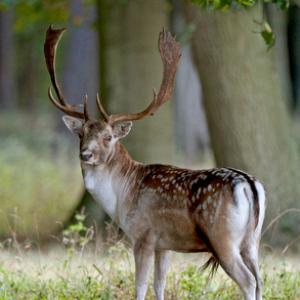 Fallow Deer Buck 4 DM0124