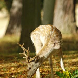 Fallow Deer Buck DM0129