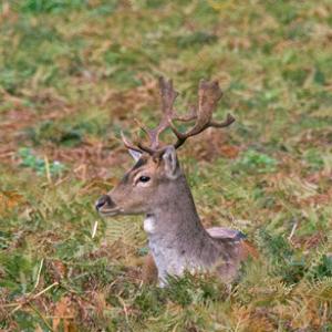 Fallow Deer Buck DM0640