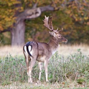 Fallow Deer Buck DM1279