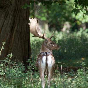 Fallow Deer Buck DM1590