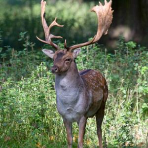 Fallow Deer Buck DM1591