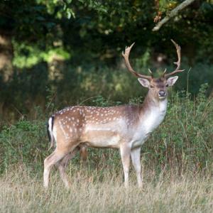 Fallow Deer Buck DM1593