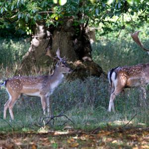 Fallow Deer Bucks DM1594