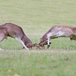Fallow Deer Bucks Fighting DM1280