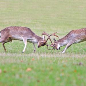 Fallow Deer Bucks Fighting DM1281