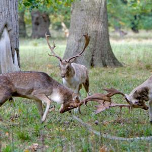 Fallow Deer Bucks Fighting DM1283