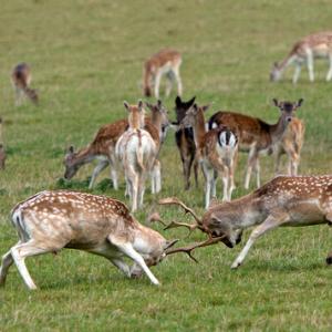 Fallow Deer Bucks Fighting DM1595