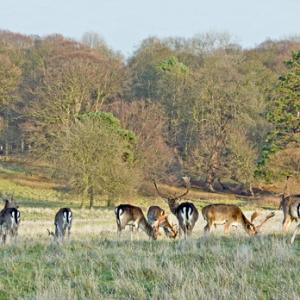 Fallow Deer Bucks in Deer Park DM0131
