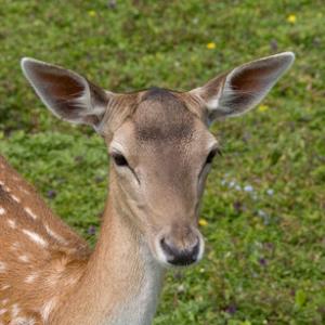 Fallow Deer Doe DM0635