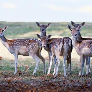 Fallow Deer Does DM0132
