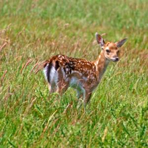 Fallow Deer Fawn DM0642