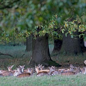 Fallow Deer Resting DM1596