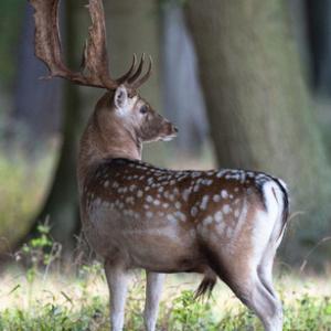 Fallowm Deer  Buck 3 DM0122