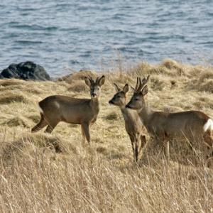 Family Group of Roe Deer  Islay  1   2010