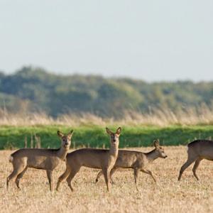 Four Roe Deer DM0133