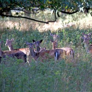 Group of Fallow Deer DM1597