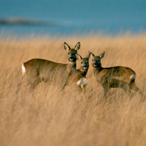 Group of Roe Deer Islay 4