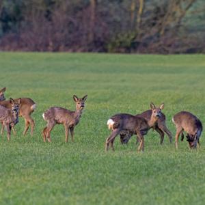 Group of Roe Deer at the end of Winter