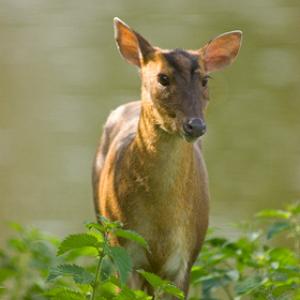 Muntjac Deer