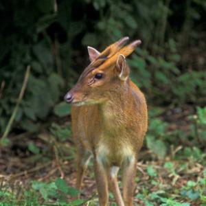 Muntjac DM0662