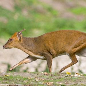 Muntjac Deer 3 DM0123