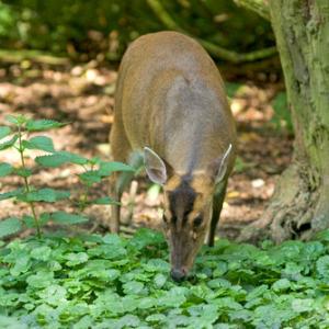 Muntjac Deer Buck DM0134