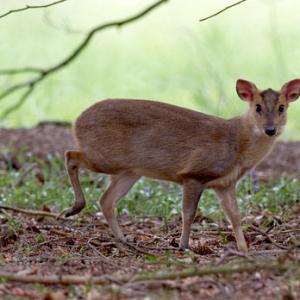 Muntjac 5 tif