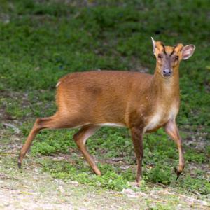 Muntjac Deer DM0633