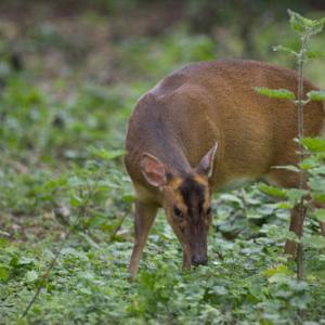 Muntjac Deer DM0634