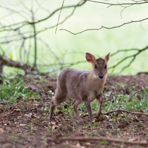 Muntjac 1