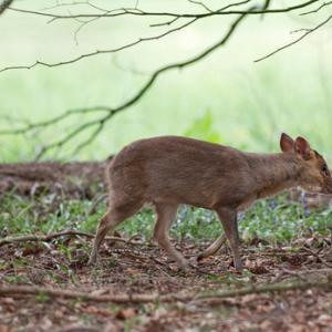 Muntjac 2