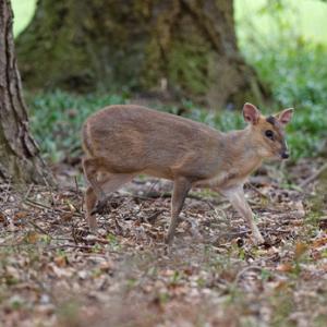 Muntjac 3