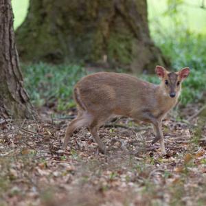 Muntjac 4