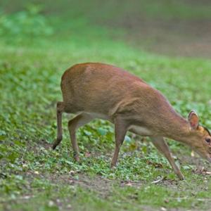 Muntjac Deer DM0659
