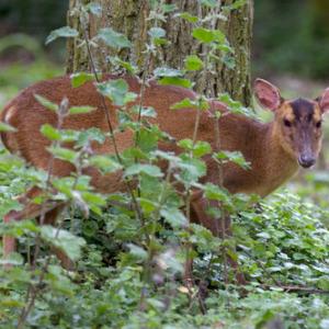Muntjac 4