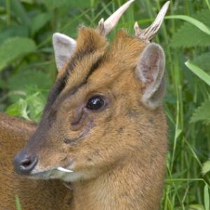 Muntjac
