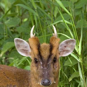 Muntjac